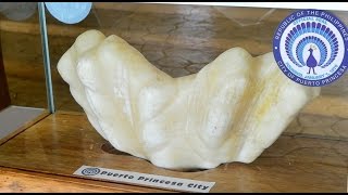World's Largest Pearl Found Under Man's Bed | Weird Headlines