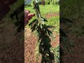 Ель канадская Пендула(Picea glauca Pendula) посадка 29.06.2026