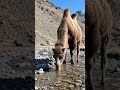 unt Pani pi raha hai #explorenow #youtubeshorts #viral