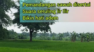 pemandangan persawahan disertai seruling lir Ilir menenangkan hati