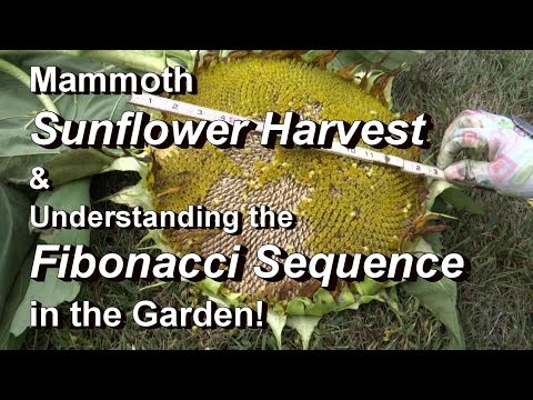 Video: Informácie o jemnej žltej špirále – zistite, ako pestovať ogonovú špirálu