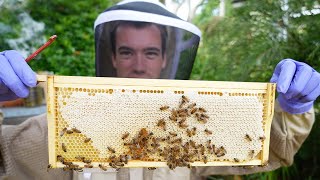 Beekeeping Disaster - Losing Swarms and Honey