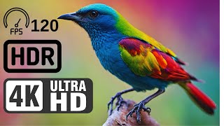 4K Demo Birds | Hdr 120Fps 4K Video | 4K Ultra Hd Video