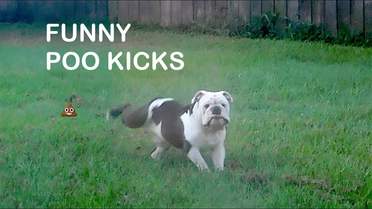 Funny Bulldog Kicks YouTube