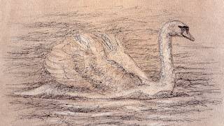 swan biro pen sketch scribble art style