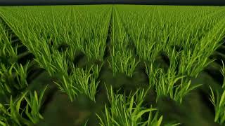 Unity 3D - Interactive grass shader (HDRP)