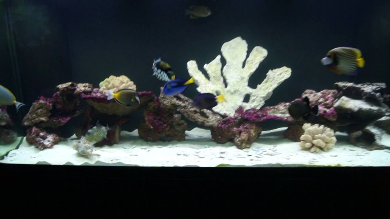220 Gal Saltwater tank