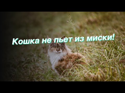 Кошка не пьет из миски!