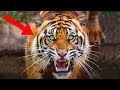 FIERCEST Animals In Asia!