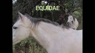 #Donkey and Zebra #Equidae #Belonging to the same family #WILD THINGS DAILY 