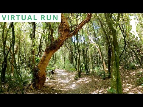 Virtual Run Forest | Virtual Running Videos | POV Running Video 25 Minutes 4K 60