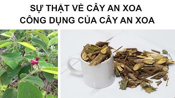 SỰ THẬT VỀ CÂY AN XOA - CÔNG DỤNG CỦA CÂY AN XOA