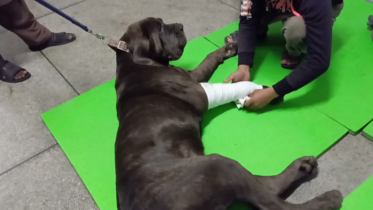 Cane Corso being treated for knee hygroma | Aliyan Pets Hospital Lahore