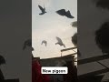 Our new pigeons training #pigeon #kabootar