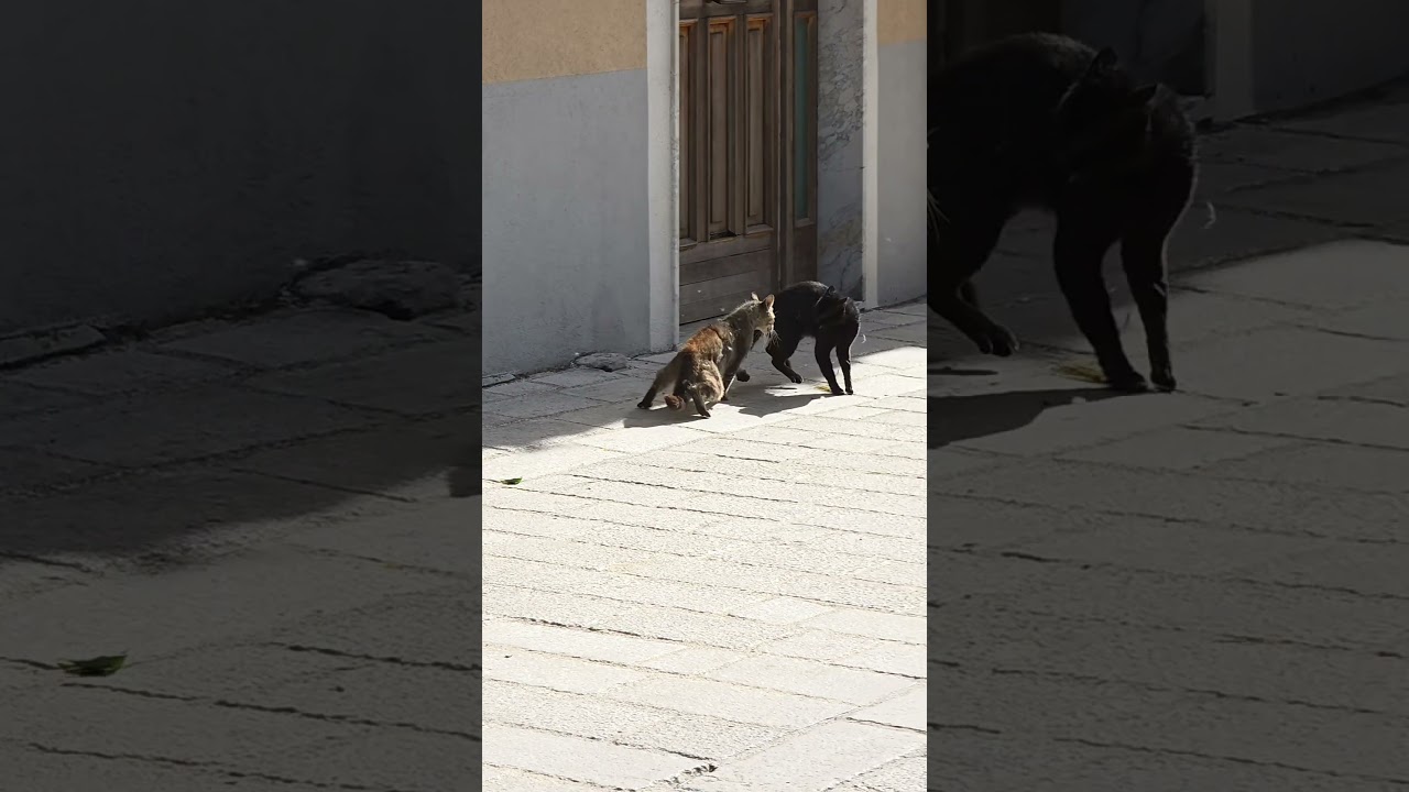 gatti che litigano