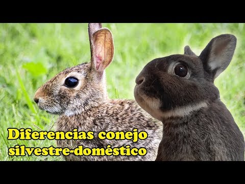 Video: ¿Conejo cerró?