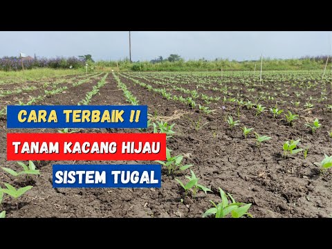 Video: Info Kacang Panah Hijau: Pelajari Tentang Menumbuhkan Tanaman Kacang Panah Hijau