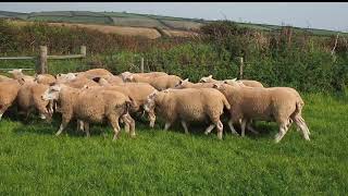 Lleyn Rams for sale. Historical sales from 2020