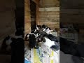 BEBECITOS