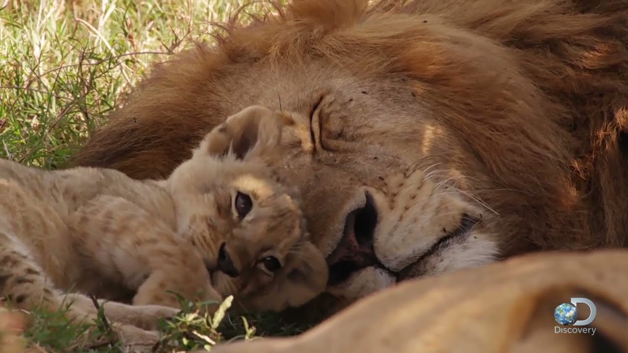 Adorable Lion Cubs Frolic as their Parents Look On - YouTube