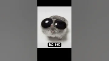 Sad Hamster Becomes More Sad #meme #memes #funny #sadhamster