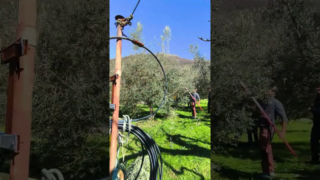 22.02.2026 Pokazna rezidba - Održavanje uzgojnog oblika 