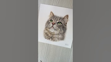 Pet portrait of a cat in coloured pencils ✍🏼 #drawingtutorial #drawings #learntodraw #drawing