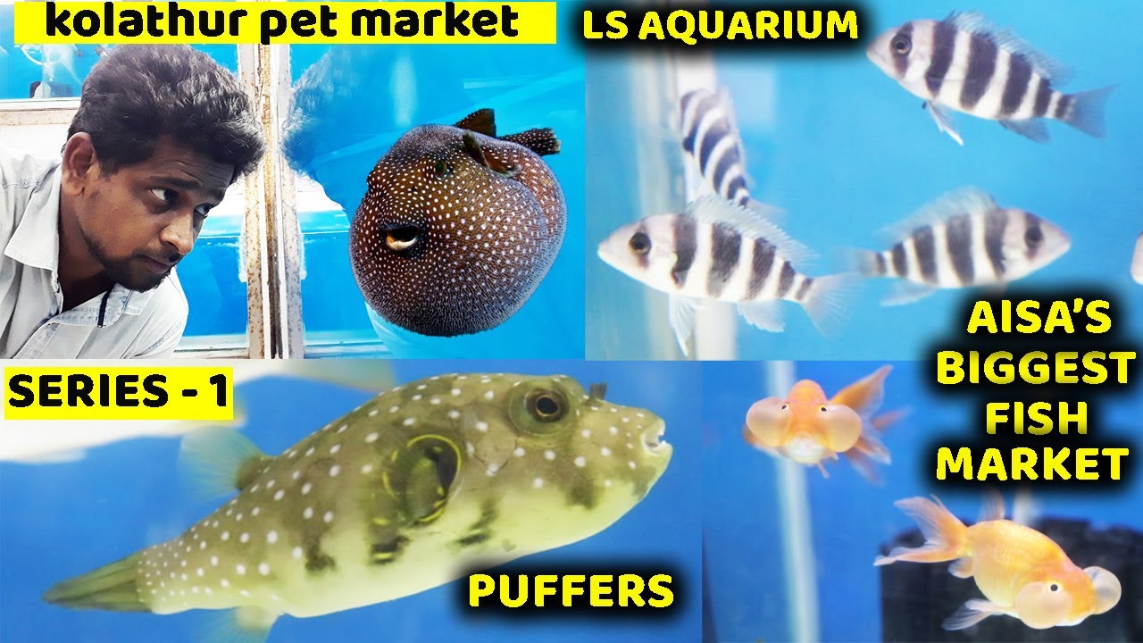 CHENNAI KOLATHUR PET MARKET LS AQUARIUM IMPORTED FISH PUFFER FISH