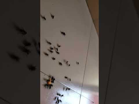 Ways to repel flies