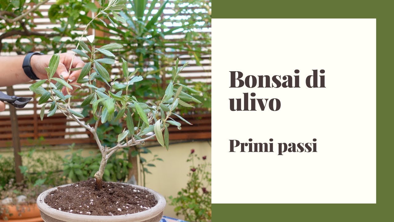 #2 Prendersi cura dei bonsai di ulivo regalati