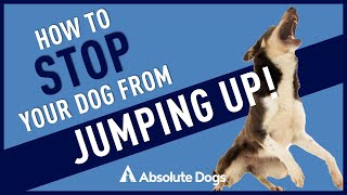 How to Stop Your Dog From JUMPING UP!!