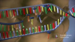 DNA to protein خطوات انتاج البروتين