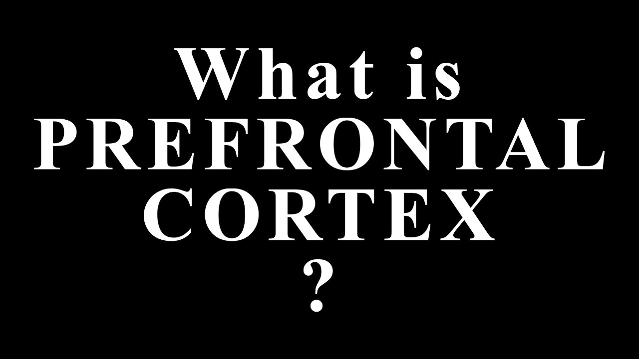 What Is the Prefrontal Cortex? The Hidden Brain Area That Controls Your Decisions and Personality