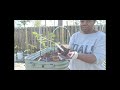 Planting out Tomatoes and Peppers