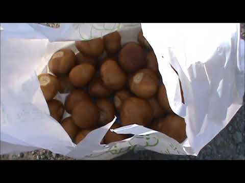 historic native american method of processing and leaching california buckeye nuts and horse chestnu