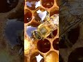 Biene verarbeitet Honig. #bee #beekeeper #bienen #imker #Honig #honey