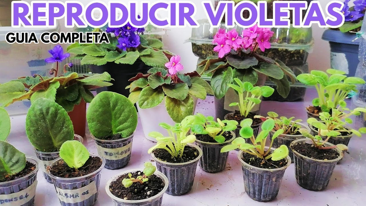 como reproducir violetas africanas guía completa chuyito jardinero