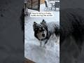 Does Anyone Know How To Bring A Husky Inside In The Winter Husky DogVideos Does Anyone Know How To Bring A Husky Inside In The Winter Husky DogVideos