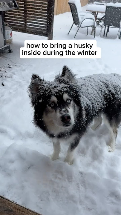 Does anyone know how to bring a husky inside in the winter #Husky #DogVideos ￼