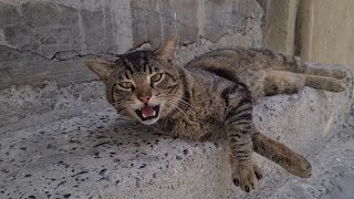 Very Handsome Male Cat. by The World of Cats 7,806 views 5 days ago 4 minutes, 17 seconds