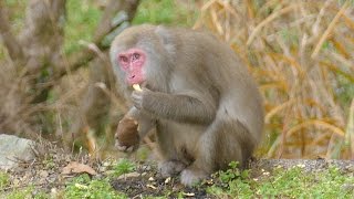 面白い猿 芋を手で擦ってから食べる Japanese monkey eating potato - Funny Monkey