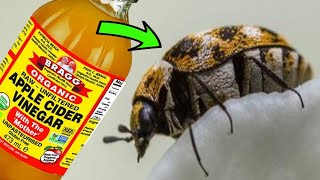 How to Get Rid of CARPET BEETLES Naturally  QUICK & EASY HOME REMEDIES