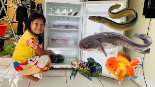 Menemukan Ikan Dalam Kulkas Ikan Channa, Lele, Koi, Koki, Glofish, Molly, Cupang, Ikan Sapu Sapu