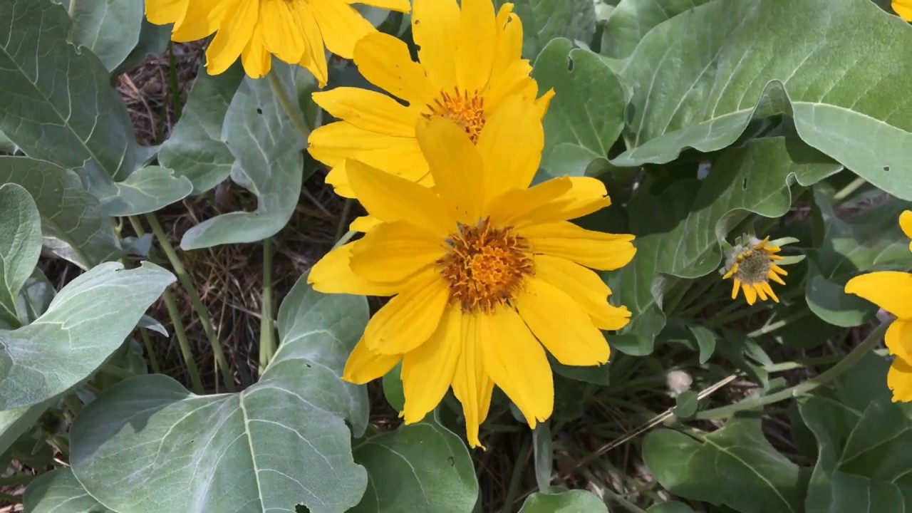 Plant ID Mini-Series: Episode 2 Arrowleaf Balsamroot