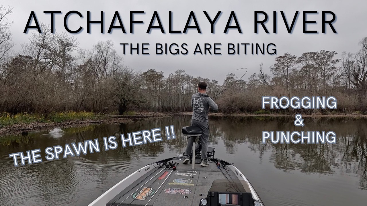 ATCHAFALAYA RIVER BASS ARE SPAWNING!!
