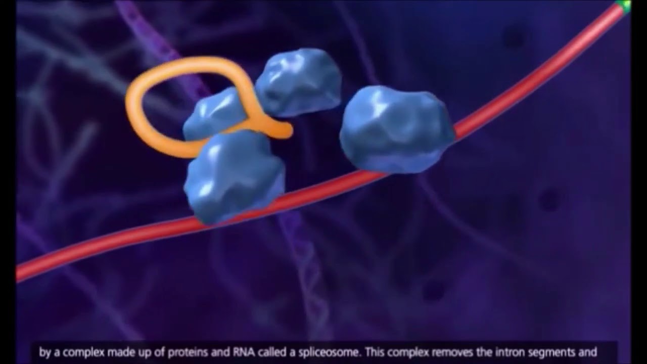SINTESIS PROTEIN KELAS XII MIPA - YouTube