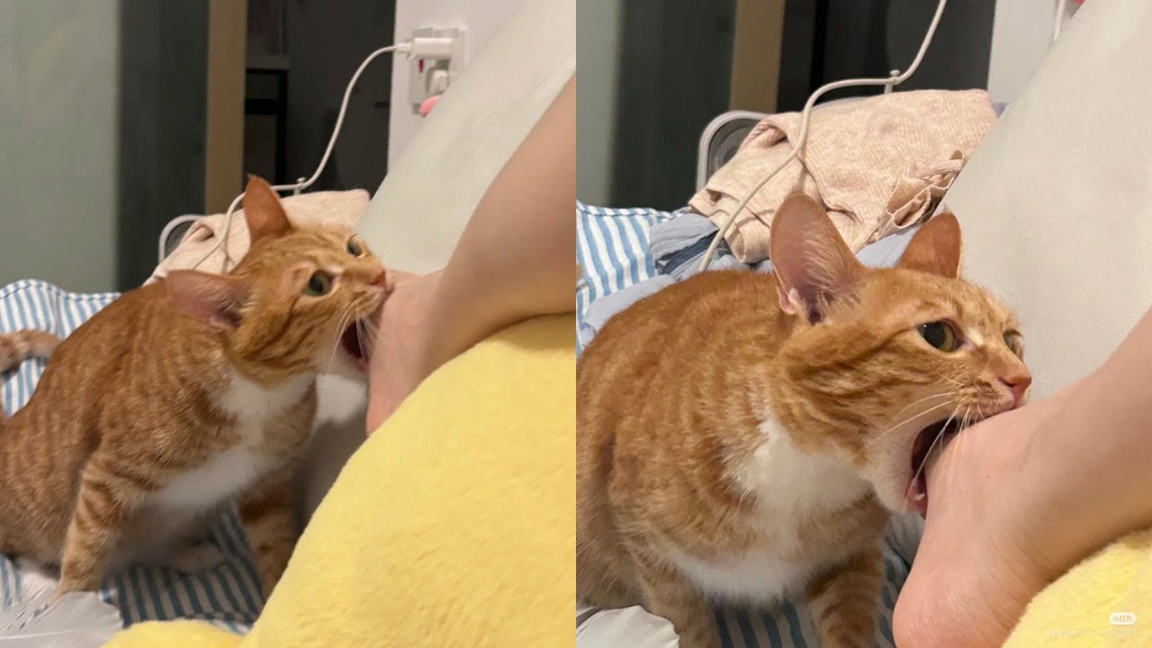 Cats Just Doing What Cats Do Best 🤣Funny Cats Videos 2025 🐱 Part 79