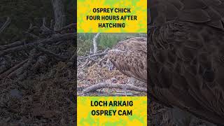 Osprey chick 4 hours after hatching
