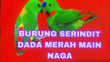 burung serindit dada merah main naga