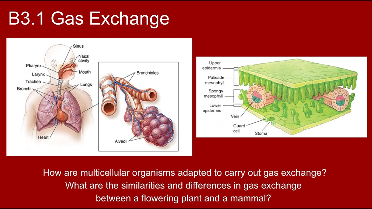 B3.1 Gas Exchange (IB Biology New Curriculum 2025) - YouTube